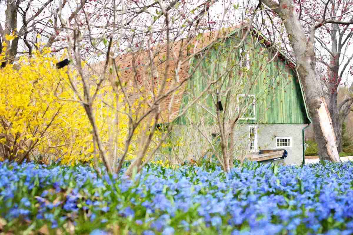 Barn with blue and yellow spring flowers