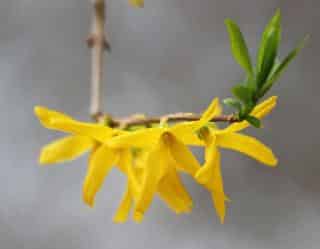 Forsythia is one of the first shrubs to bloom in spring