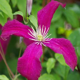 Aromatica is a scented clematis vine cultivar