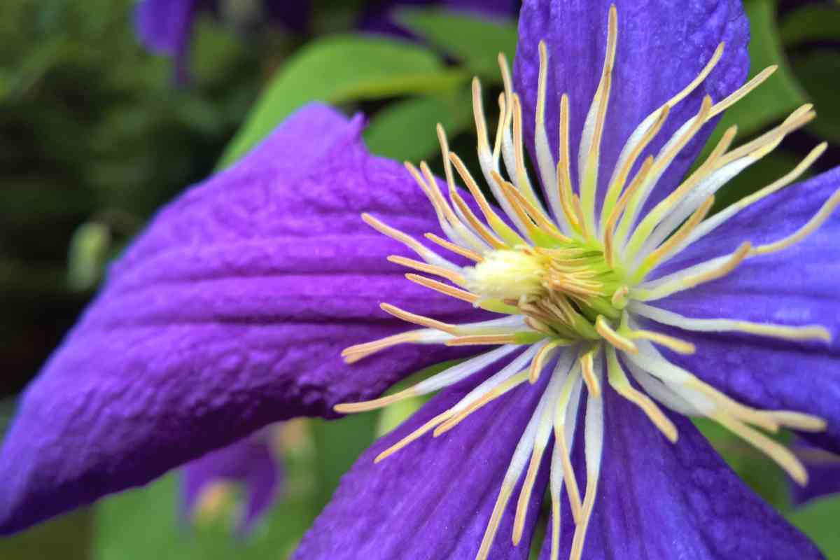 Fragrant clematis