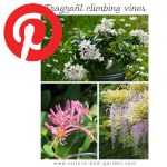 Picture related to Fragrant climbing vines overlaid with the Pinterest logo.