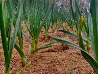 Garlic growing care