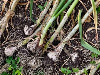 Garlic harvest time