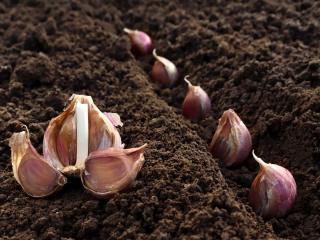 How to plant garlic