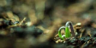 Germinating tomato from saved seeds is fulfilling