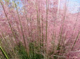 Grasses will always find a place in a seaside garden