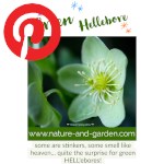 Picture related to Green hellebore overlaid with the Pinterest logo.