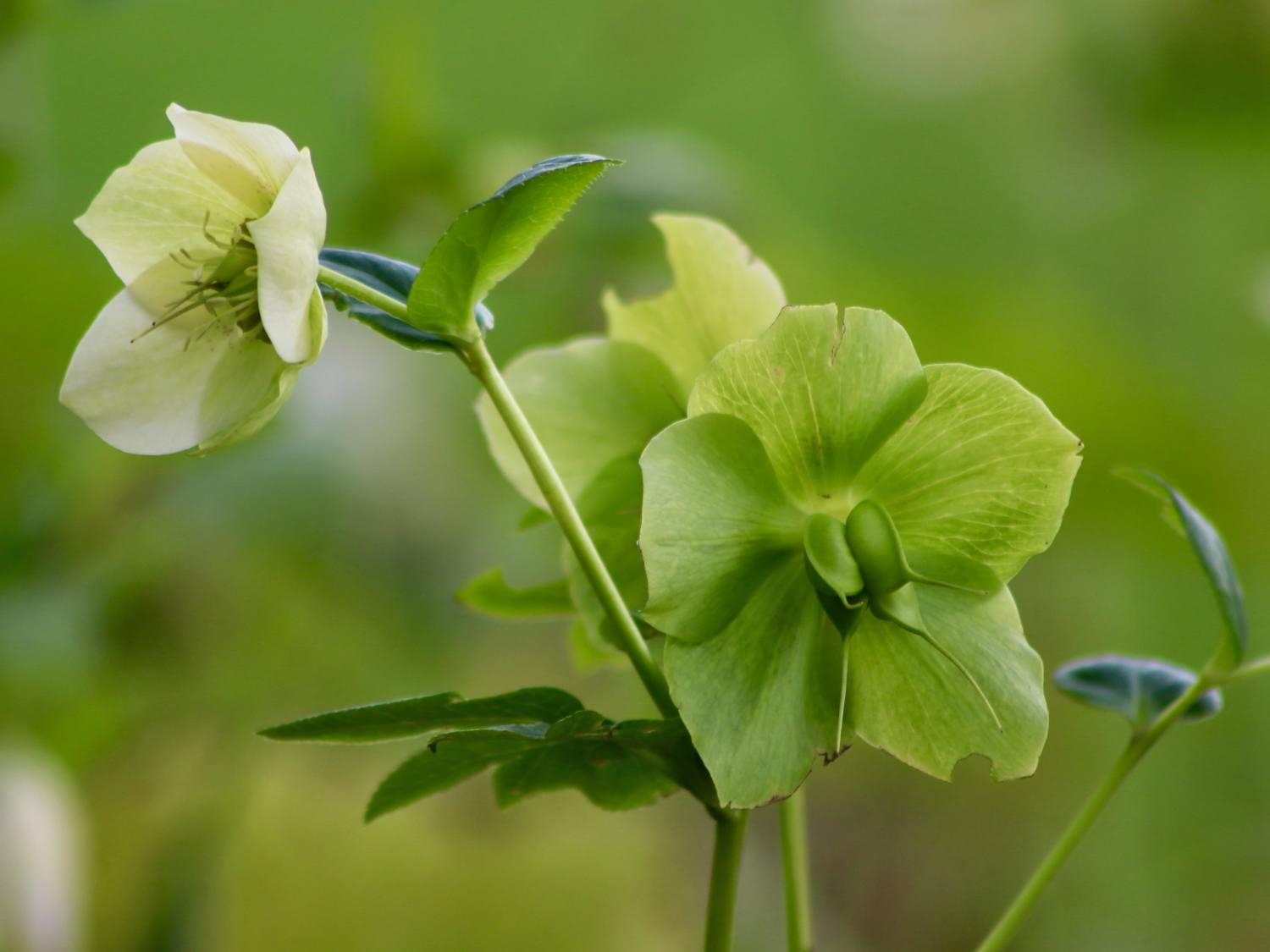 Green hellebore species