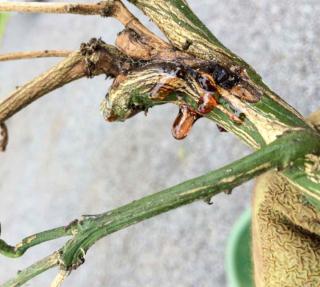 Symptoms of root or foot rot on citrus: gummosis