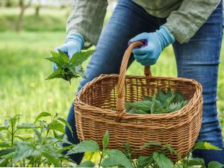 How to harvest nettle for tomato