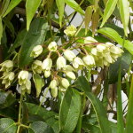 Holboellia vine with white flowers