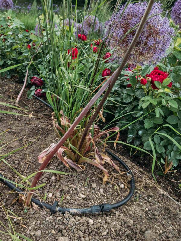 Set up irrigation systems