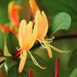 Orange yellow honeysuckle flowers