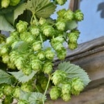 Hops flowers with yellow-green blooms