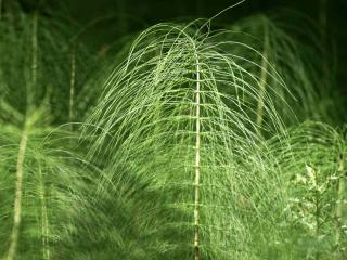 Recipe for fermenting horsetail