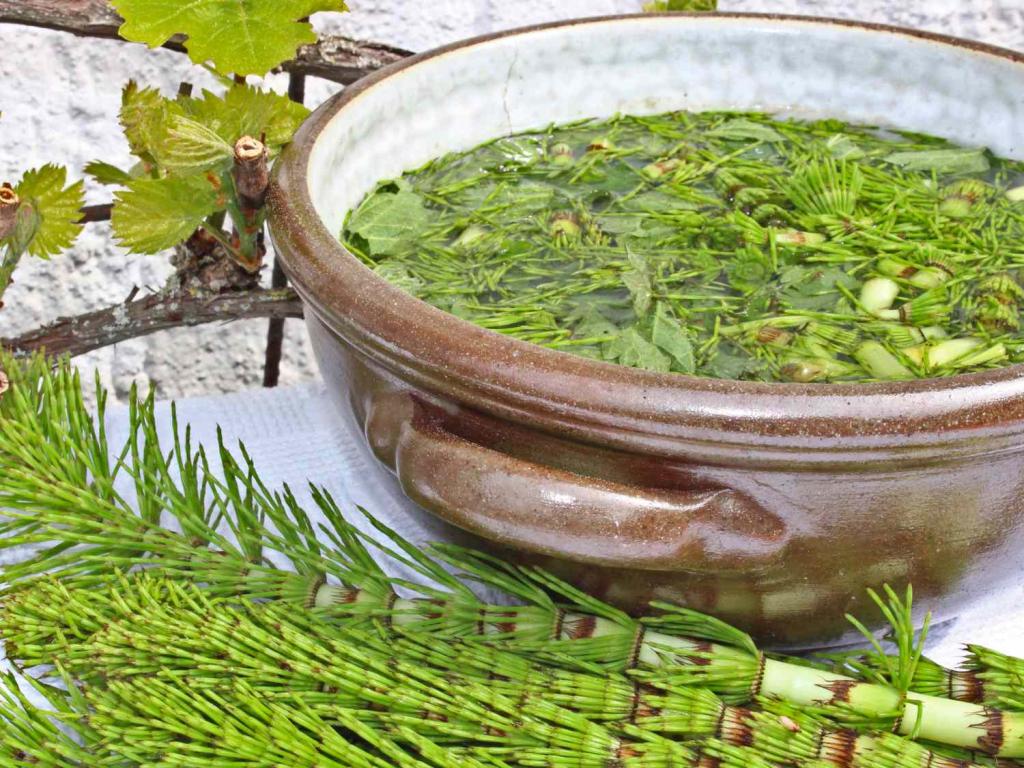 Fermented horsetail tea