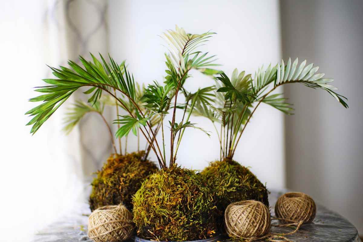 Three palms in kokedamas with string