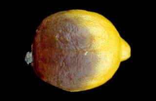 Sick fruit like this browning lemon should be eliminated