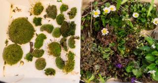 Different types of moss and plants to include