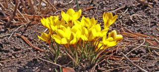 Cluster of bright yellow Danford iris