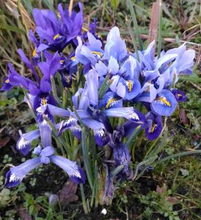 Iris reticulata, blue dwarf iris