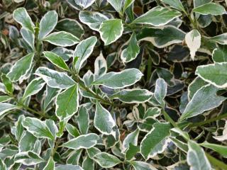 Varieties of italian buckthorn