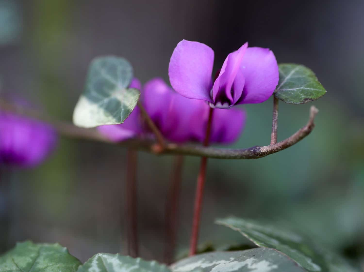 Ivy leaf cyclamen