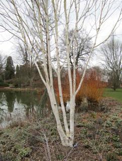 Jacquemontii birch tree in landscaping