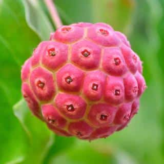 Japanese dogwood berry