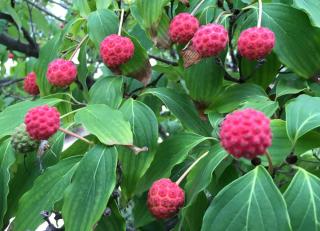 Japanese dogwood leaves and fruits