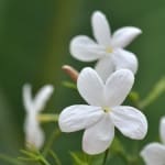 jasmine closse up of a bunch with four open flowers