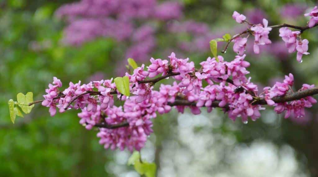 Judas tree, or cercis, blooms very early on in spring