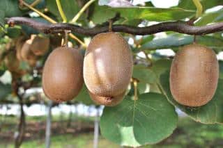 Fruits of the kiwi tree hanging from a treillis.