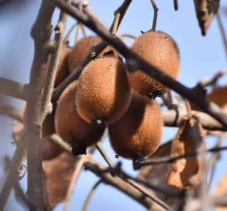 Kiwi can stay on the tree even when leaves have fallen.