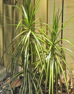 Kiwi dracaena marginata planted in the ground