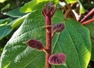 Leaf buds start out purple and then turn green.