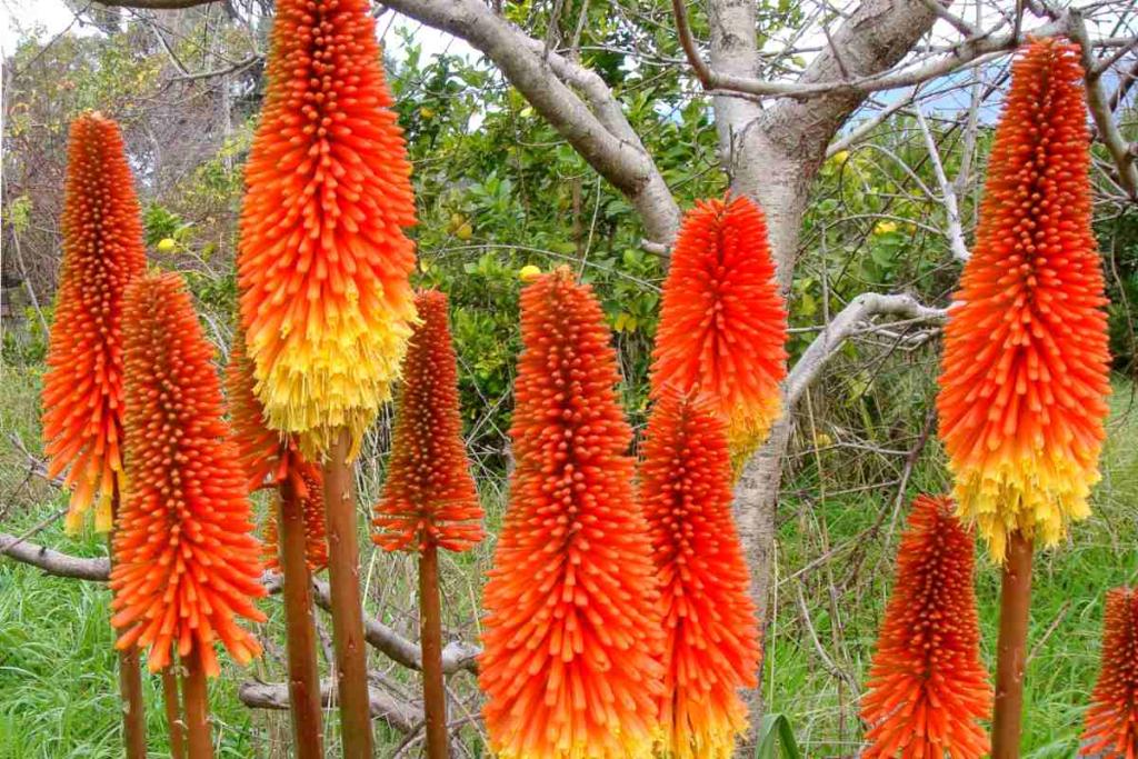 Kniphofia fllowers blazing like fire