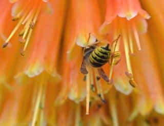 Kniphofia pollinator, here, a wasp