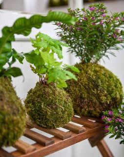 Three kokedamas on display