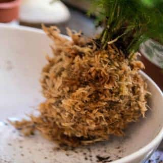 Root ball ready to be added to soil