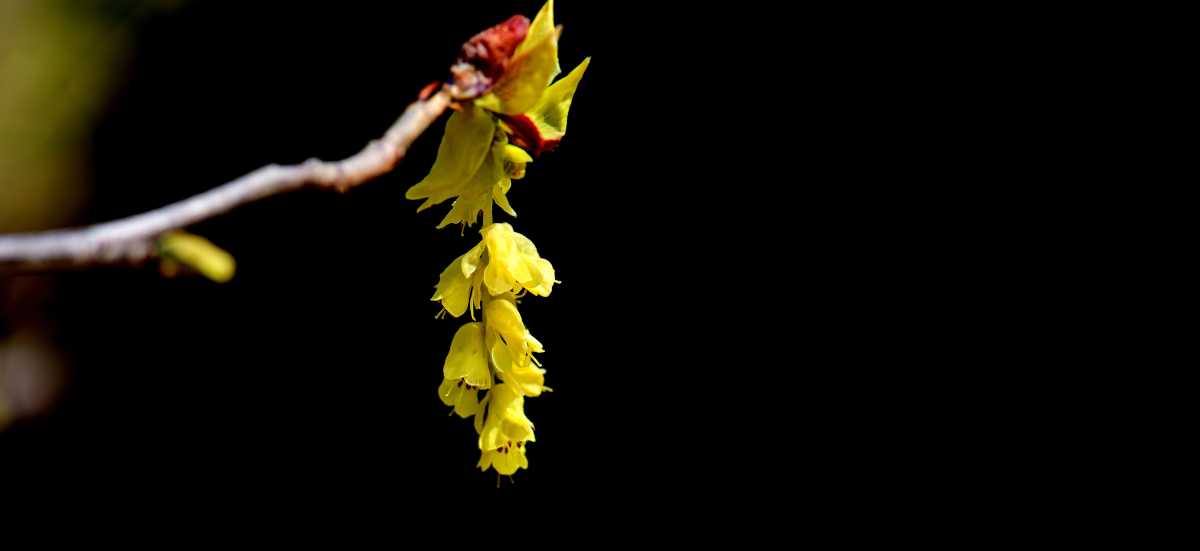 Single branch with yellow flowers