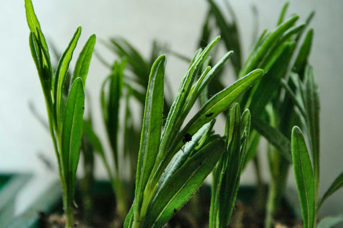 Young propagated lavender shoots