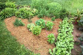 Grass trimmings used for mulch in a veggie patch