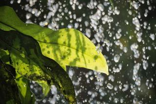 Showering plants is the most natural way to clean leaves