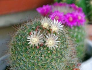 Blooming mammillaria