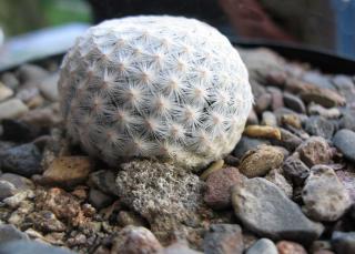 Planting and caring for mammillaria
