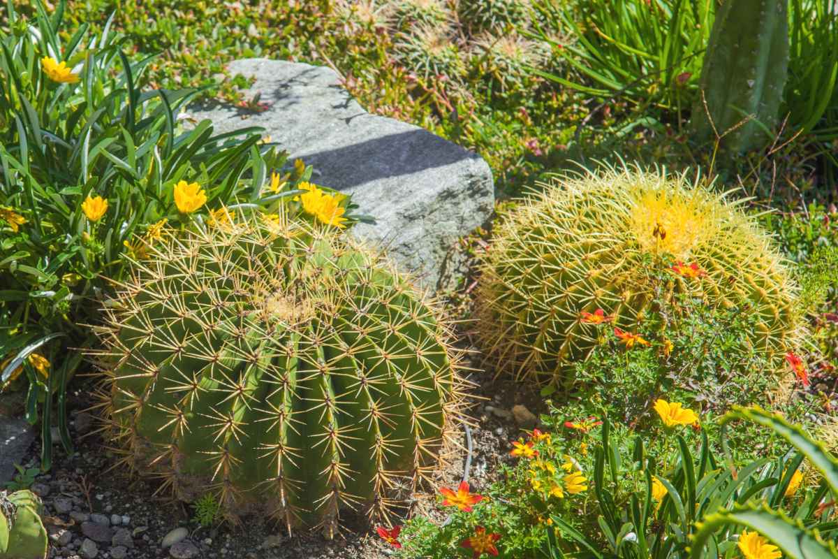 Indoors, mammillaria grows in pots easily