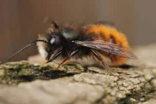 Mason bee on wood