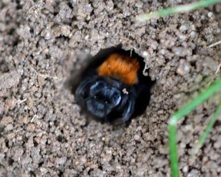 Mason bee emerging from a hole in the ground