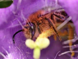 Lifecycle of the mason bee